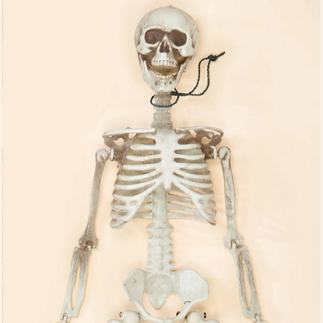 Posable Skeleton
