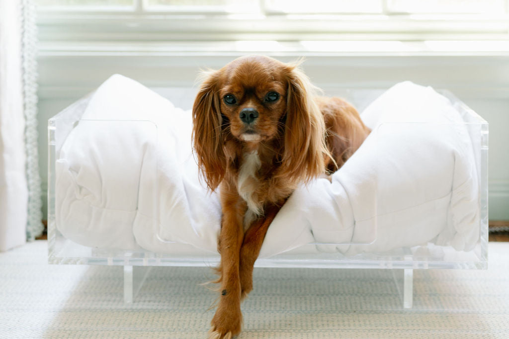 Dog bed for cavalier king orders charles