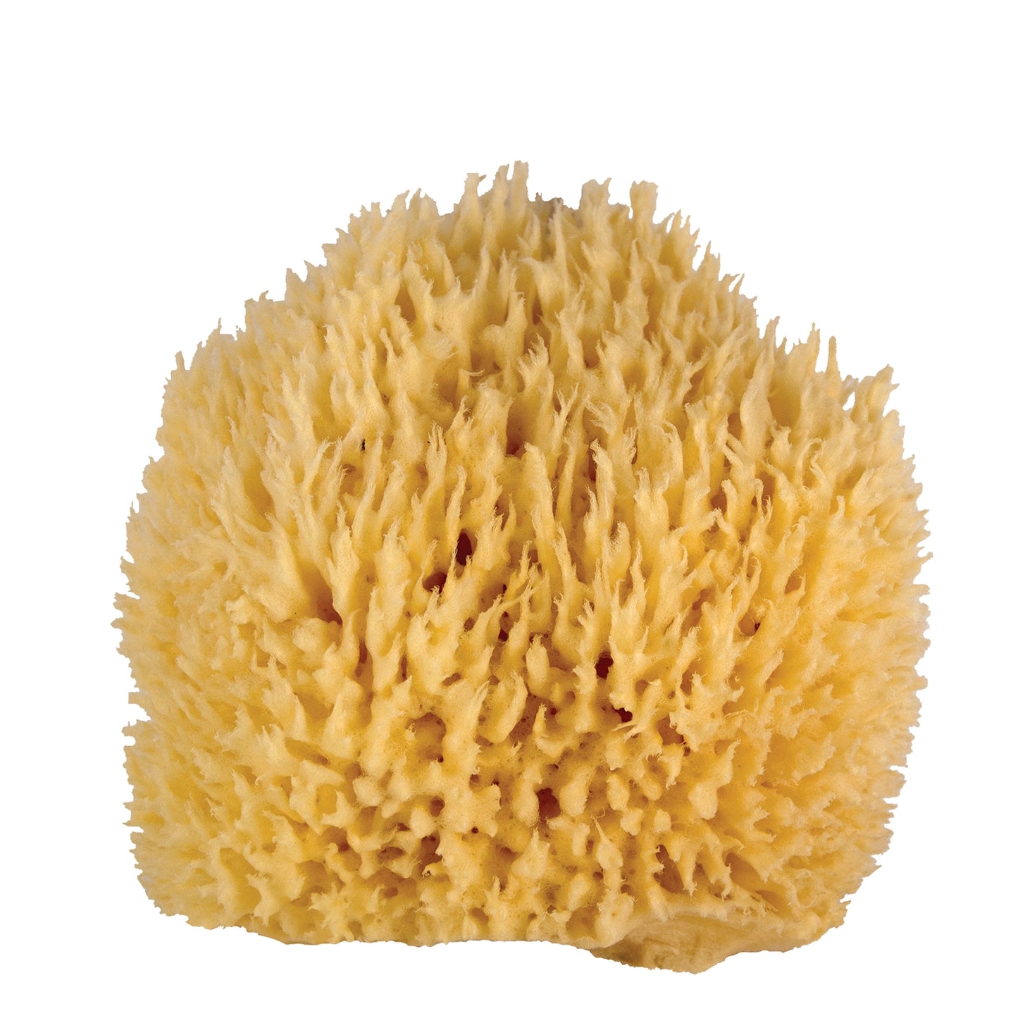 Whoa Daddy! Large Bath Sponge