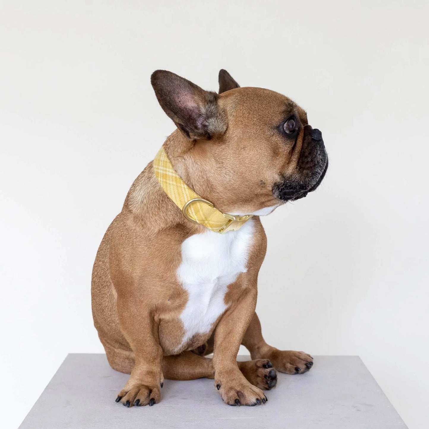 Buttercup Plaid Flannel Dog Collar