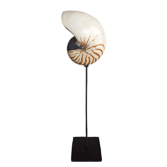 Tiger Nautilus Shell On Stand