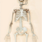 Posable Skeleton - 36”