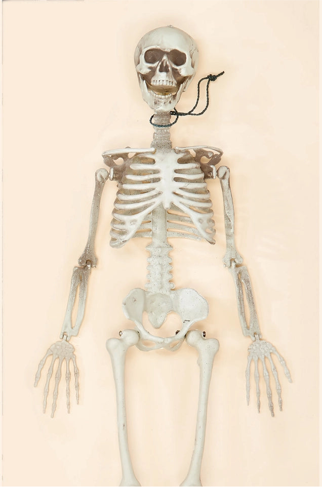 Posable Skeleton - 36”