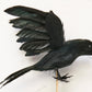 Crow on a Stick