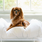 Lucite Dog Bed