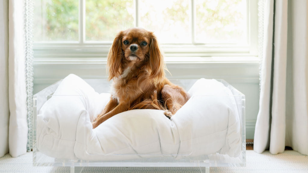 Lucite Dog Bed