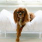 Lucite Dog Bed