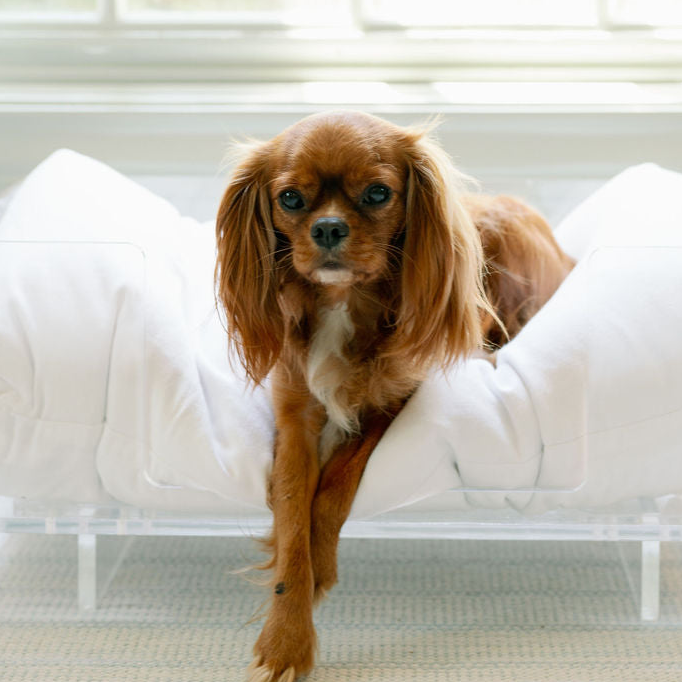 Lucite Dog Bed