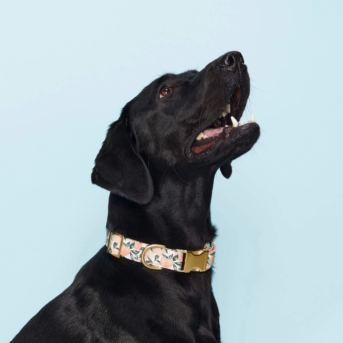 Peaches & Cream Dog Collar