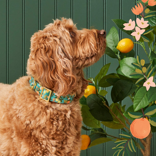 Rifle Paper Co. X Tfd Citrus Floral Dog Collar