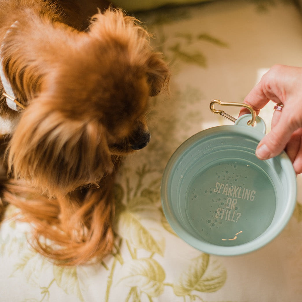 Collapsible Dog Bowl