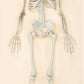 Posable Skeleton - 36”