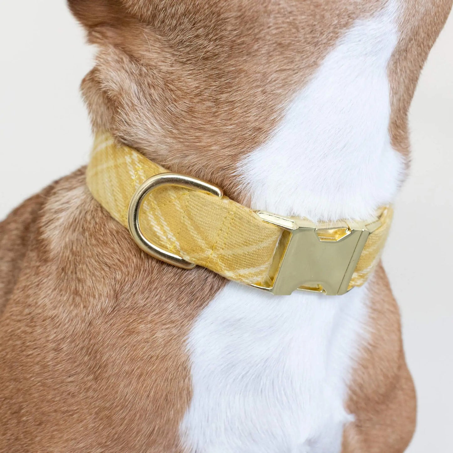 Buttercup Plaid Flannel Dog Collar